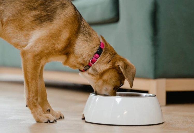 A domestic dog wearing a pink collar eats from a white bowl inside a home.