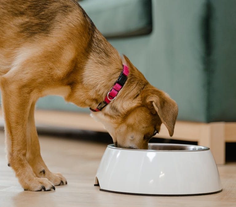 A domestic dog wearing a pink collar eats from a white bowl inside a home.
